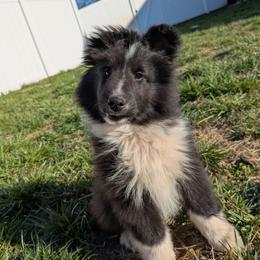 Sharky - Black and white male Shetland Sheepdog puppy in Birdsboro, Pennsylvania from Alinost