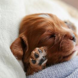 Cavalier King Charles Spaniel Puppies from Sweet Southern Cavaliers