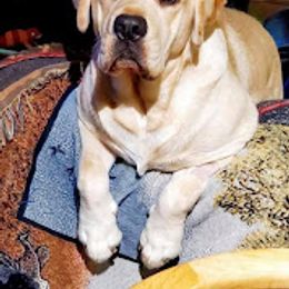 Labrador Retriever Puppies from Penny Lane Labradors