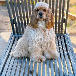 Chloe - Cockapoo