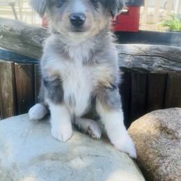Toy Australian Shepherd Puppies from Kickapoo Creek Aussies