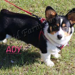 Ady - Pembroke Welsh Corgi