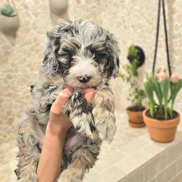Seine Loire - Blue merle female Bernedoodle puppy in Marshall, Michigan from Whispering Aspen Homestead