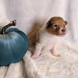 Collie Puppies from Nine Eves