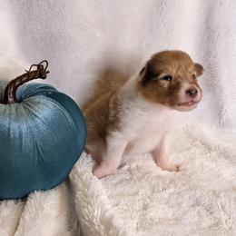 Collie Puppies from Nine Eves