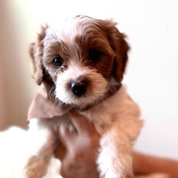 Cider of Reedy River Doodles - White male Cavapoo puppy in Greenville, South Carolina from Reedy River Doodles