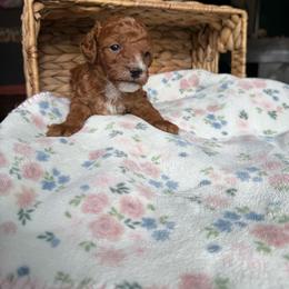 AKC Shadow - Red  male Poodle puppy in Tampa, Florida from The Sweet Life of a Toy Poodle