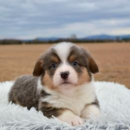 American Corgi and Pembroke Welsh Corgi Puppies from Flying K Corgis