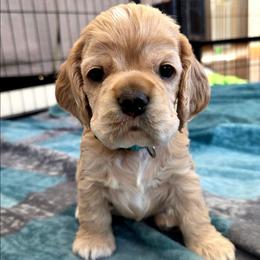 Dave - Buff male Cocker Spaniel puppy in Marshfield, Wisconsin from Gingerale Cockers and Cockapoos