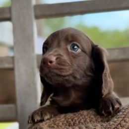 Cocoa - Chocolate male Dachshund puppy in Excel, Alabama from CJ’s Little Palace