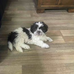 Shih Tzu Puppies from TACG