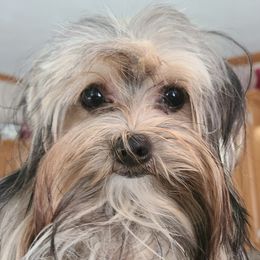 Cache - Yorkshire Terrier
