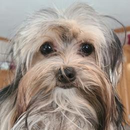 Cache - Yorkshire Terrier