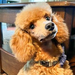 Doc - Poodle