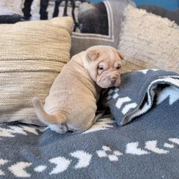 Kiri - Cream female Chinese Shar-Pei puppy in Lehigh Acres, Florida from Florida Wrinkles