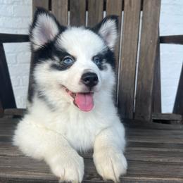 Toadette - Black and white female Pomsky puppy in Henderson, Kentucky from Paris Pomskies