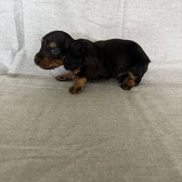 Black and tan - Black and tan male Dachshund puppy in Mount Vernon, Ohio from Double A Dachshunds