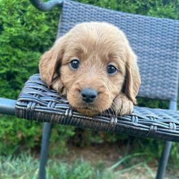 Espresso - Red  female Goldendoodle puppy in Warren, Michigan from Annette Patterson