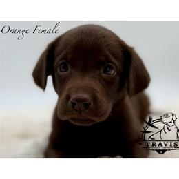 Orange - Chocolate female Labrador Retriever puppy in San Diego County, California from Travis’ Chocolate Labradors