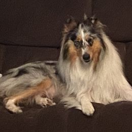 Kali - Collie