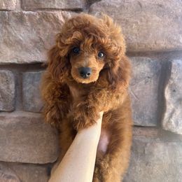 Bogie - Red  male Poodle puppy in Central, Arizona from Desert Valley Doodles