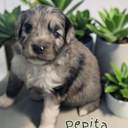 Pepita - Blue merle female Aussiedoodle puppy in Lebanon, Oregon from Abbott Family Farm