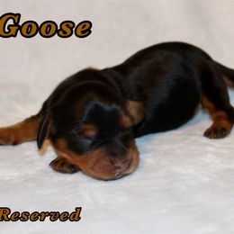 Goose - Black and tan male Dachshund puppy in Paris, Texas from Kuttin’ Up Mini Aussies