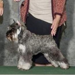 Scarlett - Miniature Schnauzer