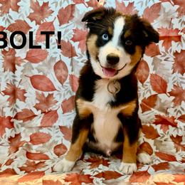 Bolt - Black tri male Miniature American Shepherd puppy in Rochelle, Illinois from Countryside Kennels and Aussies