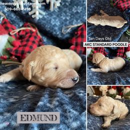 EDMUND - Grey Collar Boy - Apricot male Poodle puppy in Charlo, Montana from Heavenly Hilltop Farm