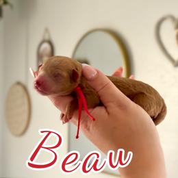 Beau - Red  male Poodle puppy in Munster, Indiana from Miranda’s Sunshine Poodles and Doodles