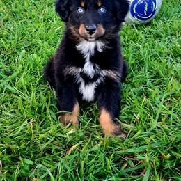 Comet - Black tri-color male Australian Shepherd puppy in Calvert City, Kentucky from Timber Creek Aussies