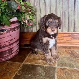Messi - Red phantom male Aussiedoodle puppy in Savannah, Missouri from Rose Creek Mini Aussies and doodles
