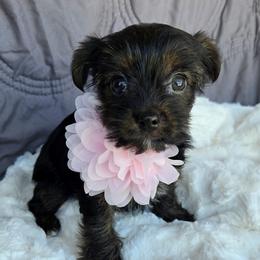 Girl - Parti female Yorkshire Terrier puppy in Wellington, Colorado from Northern Colorado Yorkies
