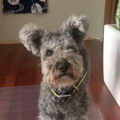 Frida - Pumi