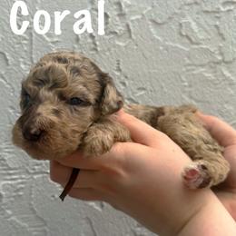 Coral - Merle female Goldendoodle puppy in Atlantic Beach, Florida from Glamorous Golden Doodles