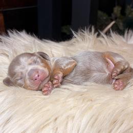 Petal - Fawn (isabella) and cream female Dachshund puppy in Washburn, Tennessee from Clinch Mountain Dachshunds