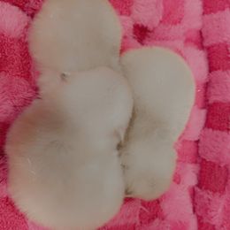 Pomeranian Puppies from A Sample Of Gods Love Kennels