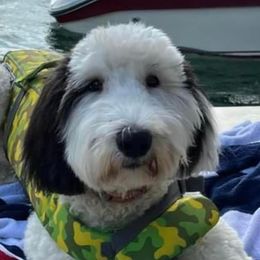 Sheepadoodles from Mendenhall’s Sheepadoodle’s