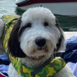 Sheepadoodles from Mendenhall’s Sheepadoodle’s
