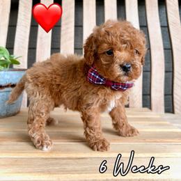 Finn - Red male Cavapoo puppy in Runaway Bay, Texas from Green Ranch Doodles