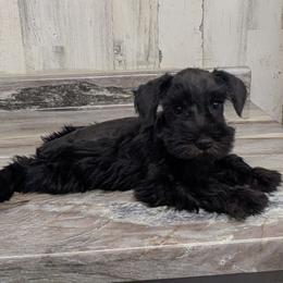 Gucci - Black male Miniature Schnauzer puppy in Lufkin, Texas from Texas Lil Cowdogs