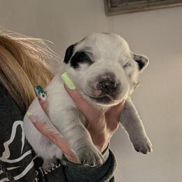 Pink Collar - Blue female Australian Cattle Dog puppy in Ammon, Idaho from Piney River Cattle Dogs