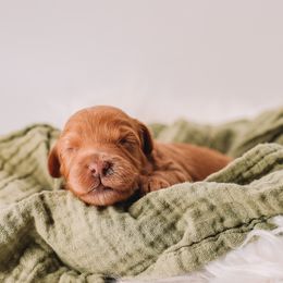 Purple Girl - Red female Cavapoo puppy in Mckinney, Texas from Doodles of North Tx