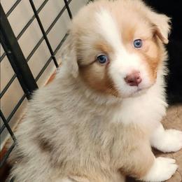 Jackson - Red merle male Australian Shepherd puppy in Athens, Tennessee from Mimi's Aussie