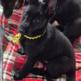 Yellow collar boy - Black male German Shepherd puppy in White Cloud, Michigan from Mcintire German Shepherds