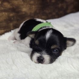 Duke - Parti male Yorkshire Terrier puppy in Mountain Grove, Missouri from Precious Puppies