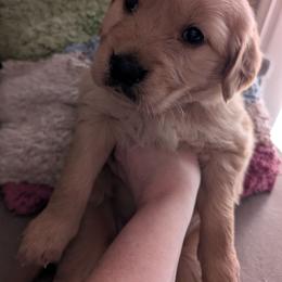 Pink (Charity) - Dark golden female Golden Retriever puppy in Madison, Ohio from Heckmans English Cream Golden Retrievers