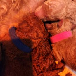 Pink collar - Apricot female Poodle puppy in Stephentown, New York from Creme de la Poodle, standard poodles