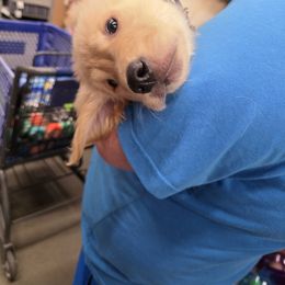 Golden Retriever Puppies from 255 Goldens
